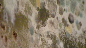 moldy homes
